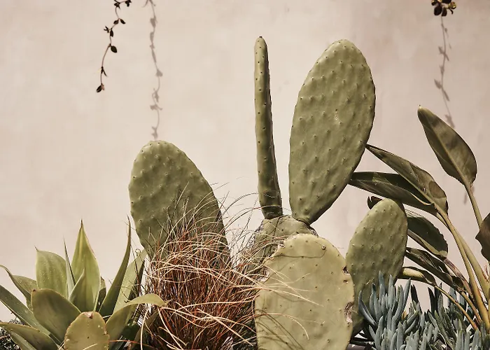 Amyth Of Mykonos Agios Stefanos (adults Only)