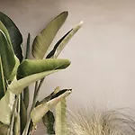 Amyth Of Mykonos Agios Stefanos (adults Only)