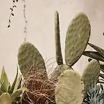 Amyth Of Mykonos Agios Stefanos (adults Only)