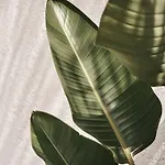 Hotel Amyth Of Mykonos Agios Stefanos (adults Only)