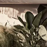 Hotel Amyth Of Mykonos Agios Stefanos (adults Only) 5*