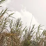 Hotel Amyth Of Mykonos Agios Stefanos (adults Only) Agios Stefanos (Mykonos)