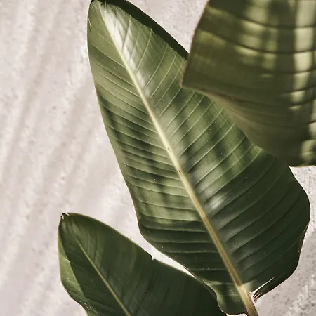 Ξενοδοχείο Amyth Of Mykonos Agios Stefanos (adults Only)