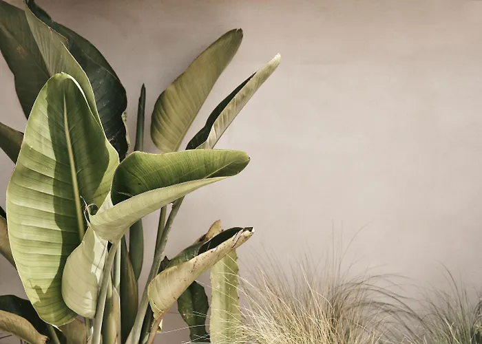 Amyth Of Mykonos Agios Stefanos (adults Only)