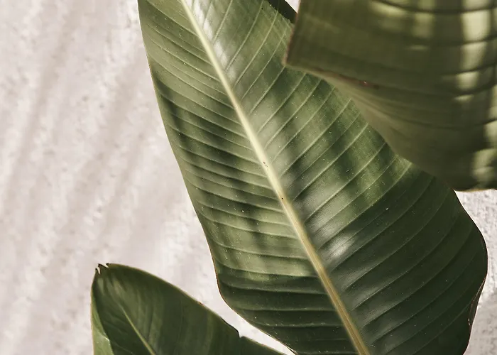 Szálloda Amyth Of Mykonos Agios Stefanos (adults Only)