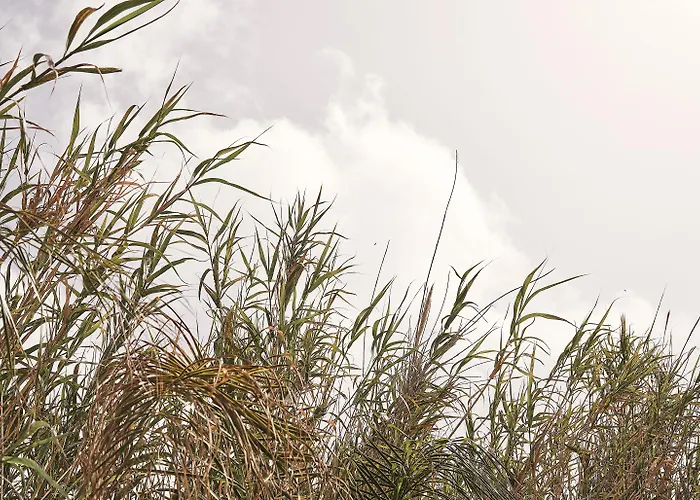 Hotel Amyth Of Mykonos Agios Stefanos (adults Only) Agios Stefanos (Mykonos)