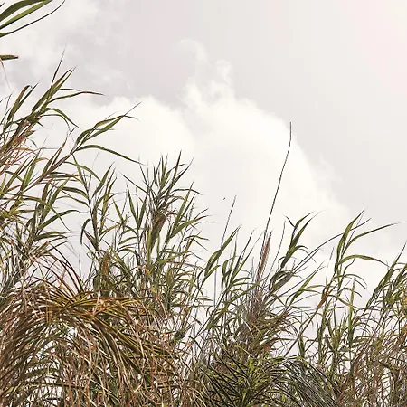 فندق Amyth Of Mykonos Agios Stefanos (adults Only) آغيوس ستيفانوس